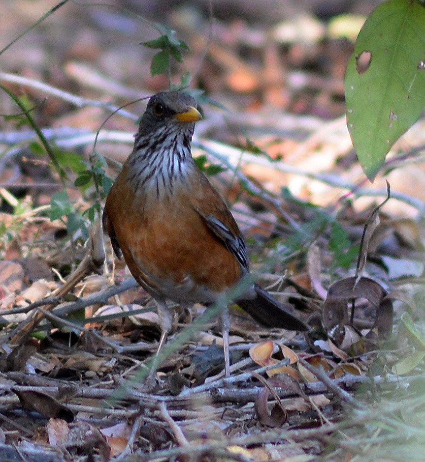 Rufous-backed Robin - Chris Lloyd