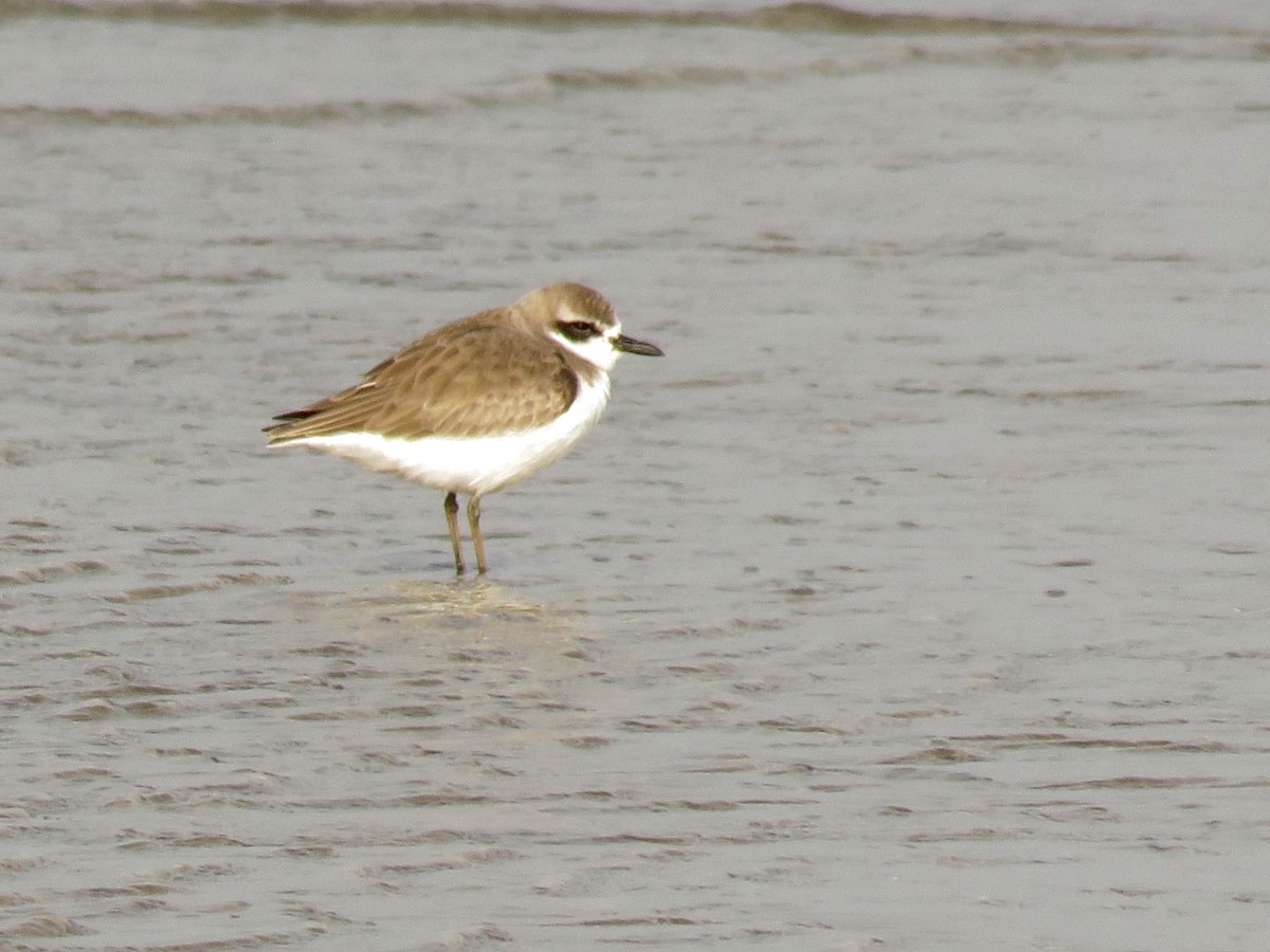 Greater Sand-Plover - ML522186861