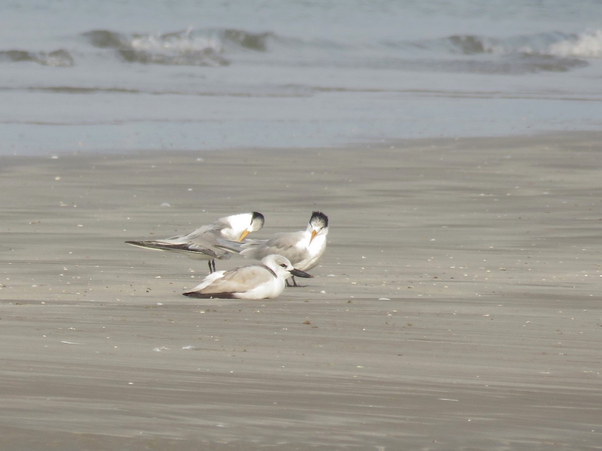 Lesser Crested Tern - ML522188121