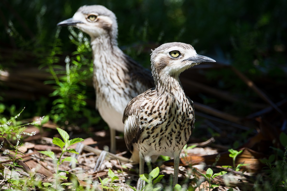Bush Thick-knee - ML52218881
