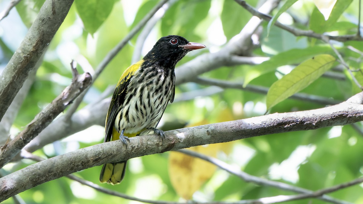 Ventriloquial Oriole - John Clough