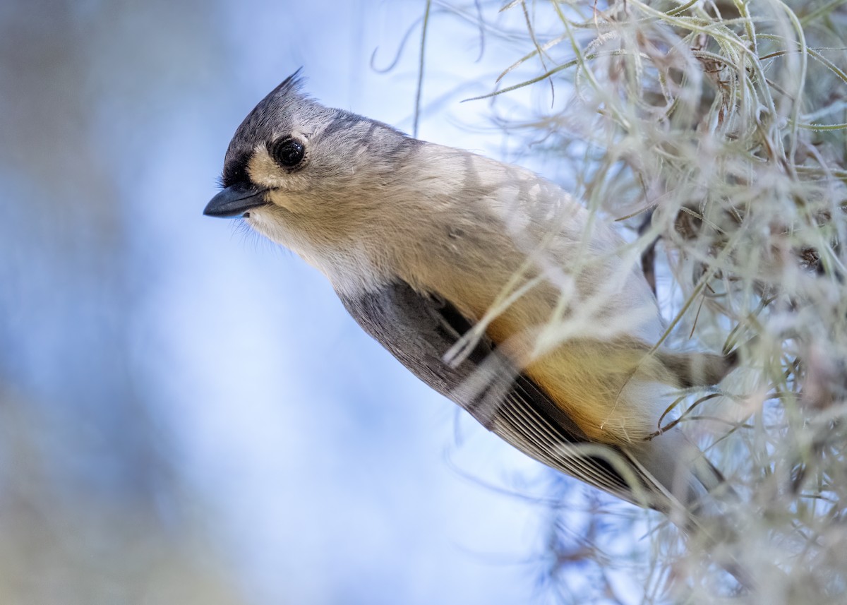 Tufted Titmouse - Ron Buening