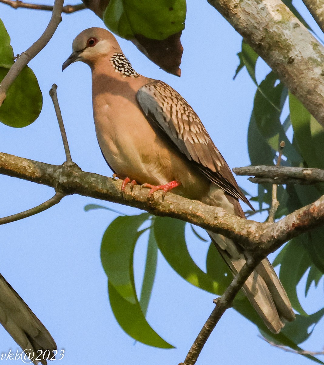 Spotted Dove - ML522191051