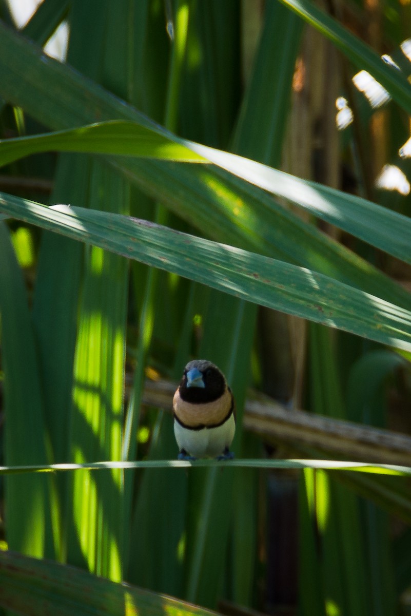 Chestnut-breasted Munia - ML52219141