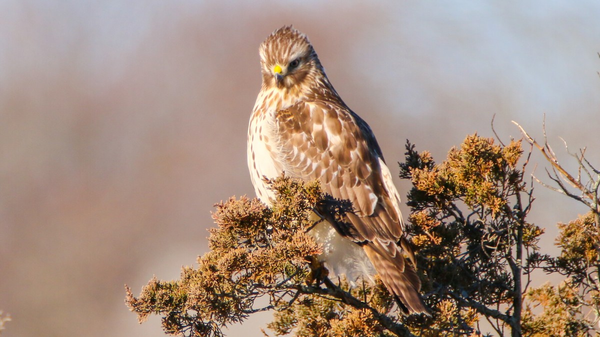 Red-shouldered Hawk (lineatus Group) - Jack McDonald