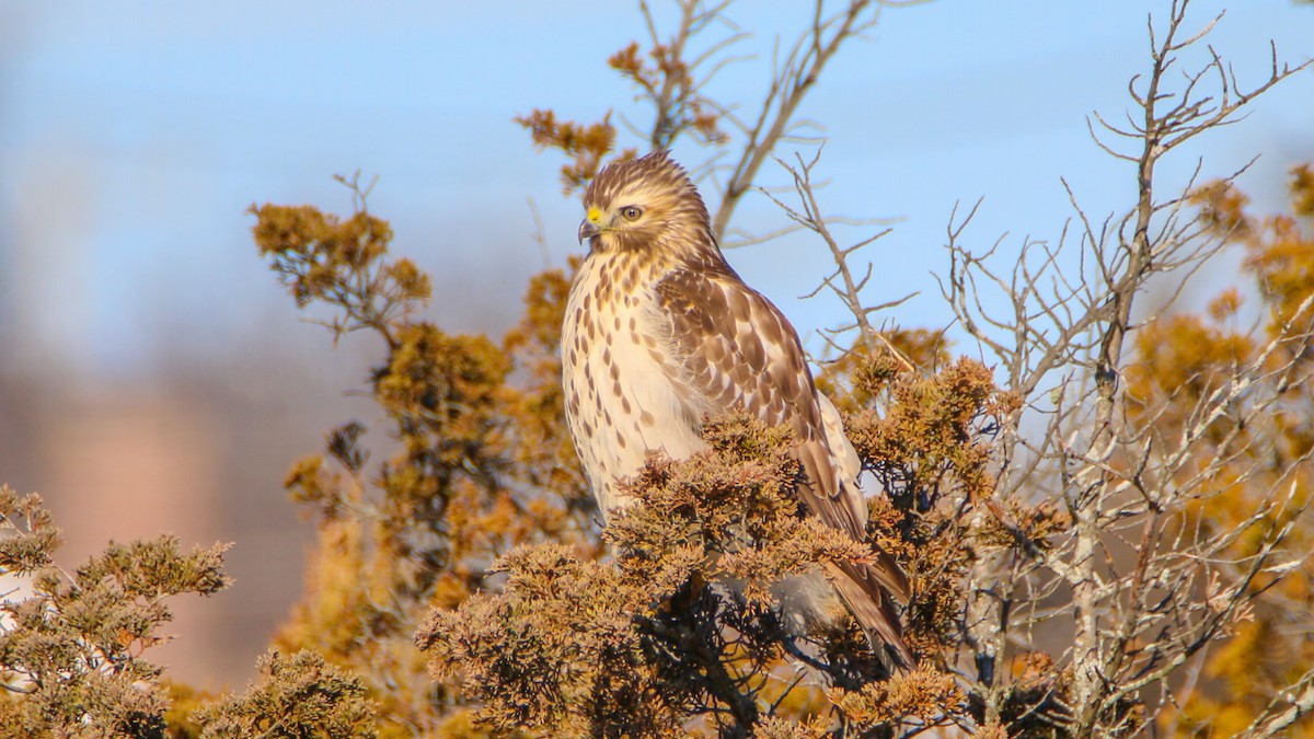 Red-shouldered Hawk - ML522195841