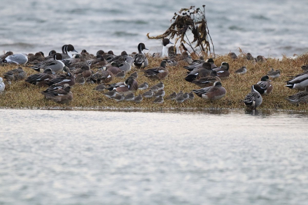 American Wigeon - ML522196831
