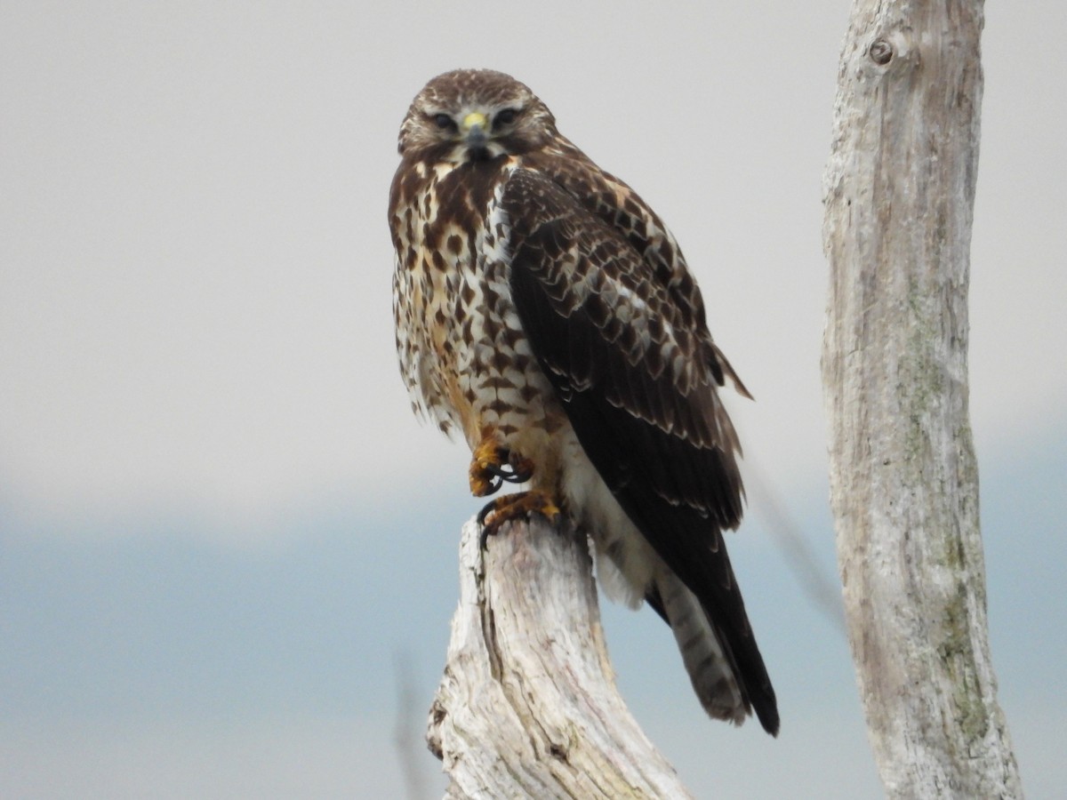 Swainson's Hawk - ML522196861