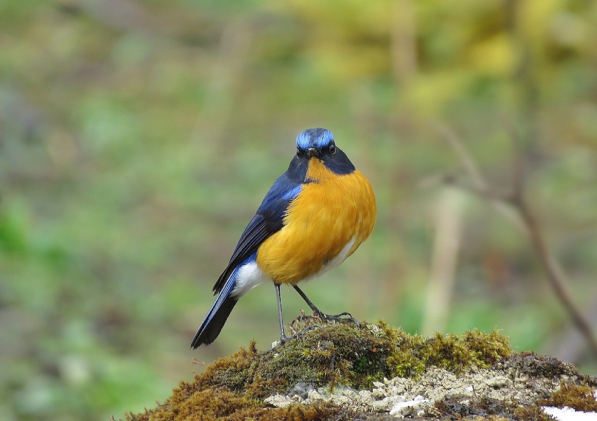 Rufous-breasted Bush-Robin - ML522196881