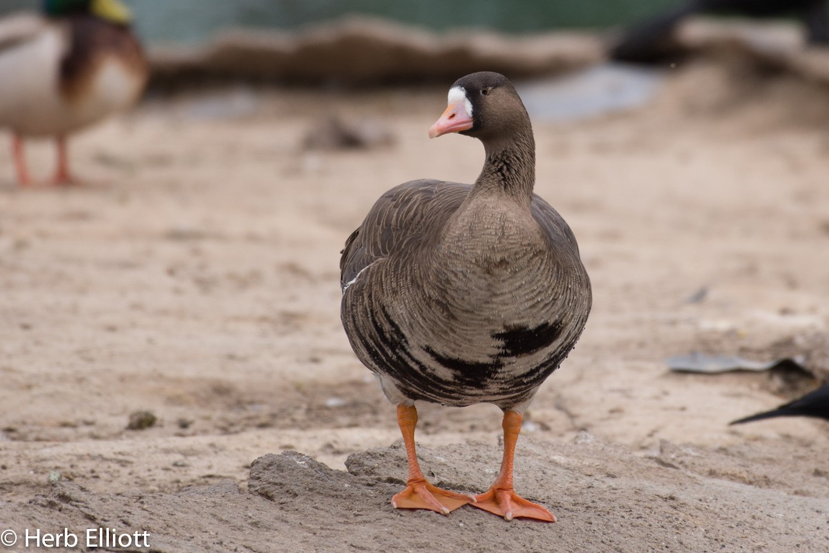 Greater White-fronted Goose - ML52219691