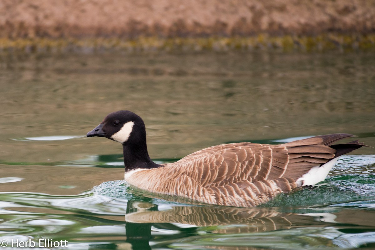 Cackling Goose - ML52219721