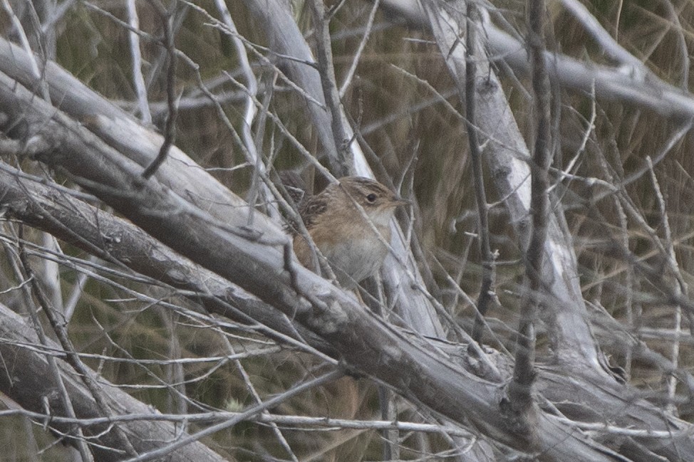 Sedge Wren - ML522198551