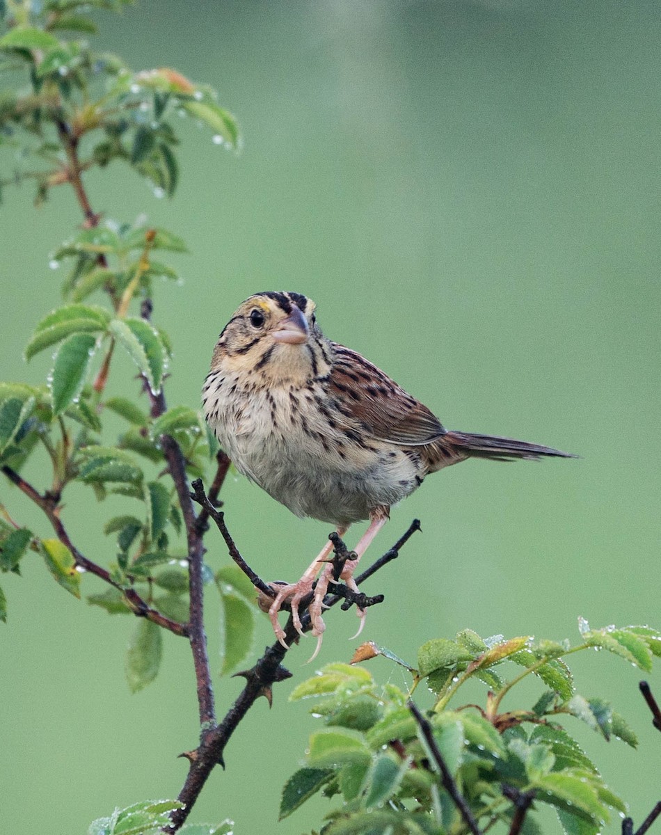 Henslow's Sparrow - David Provencher