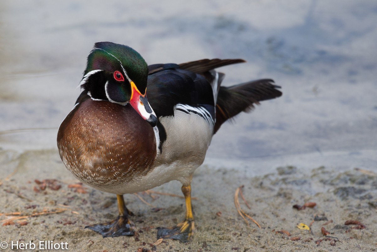 Wood Duck - ML52219861