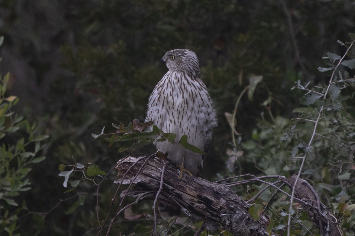 Cooper's Hawk - ML522198621