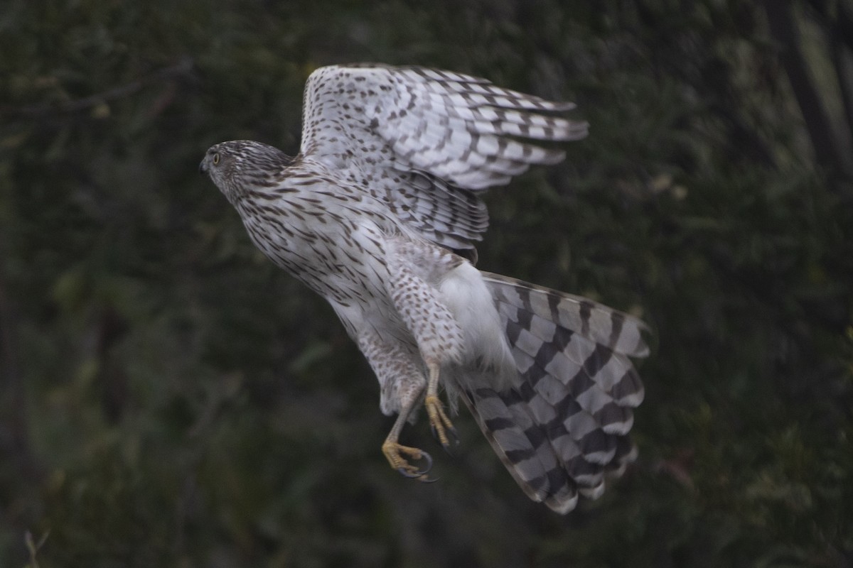 Cooper's Hawk - ML522198631