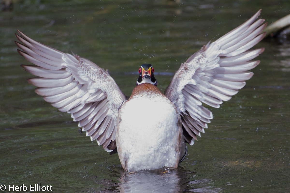 Wood Duck - ML52219871