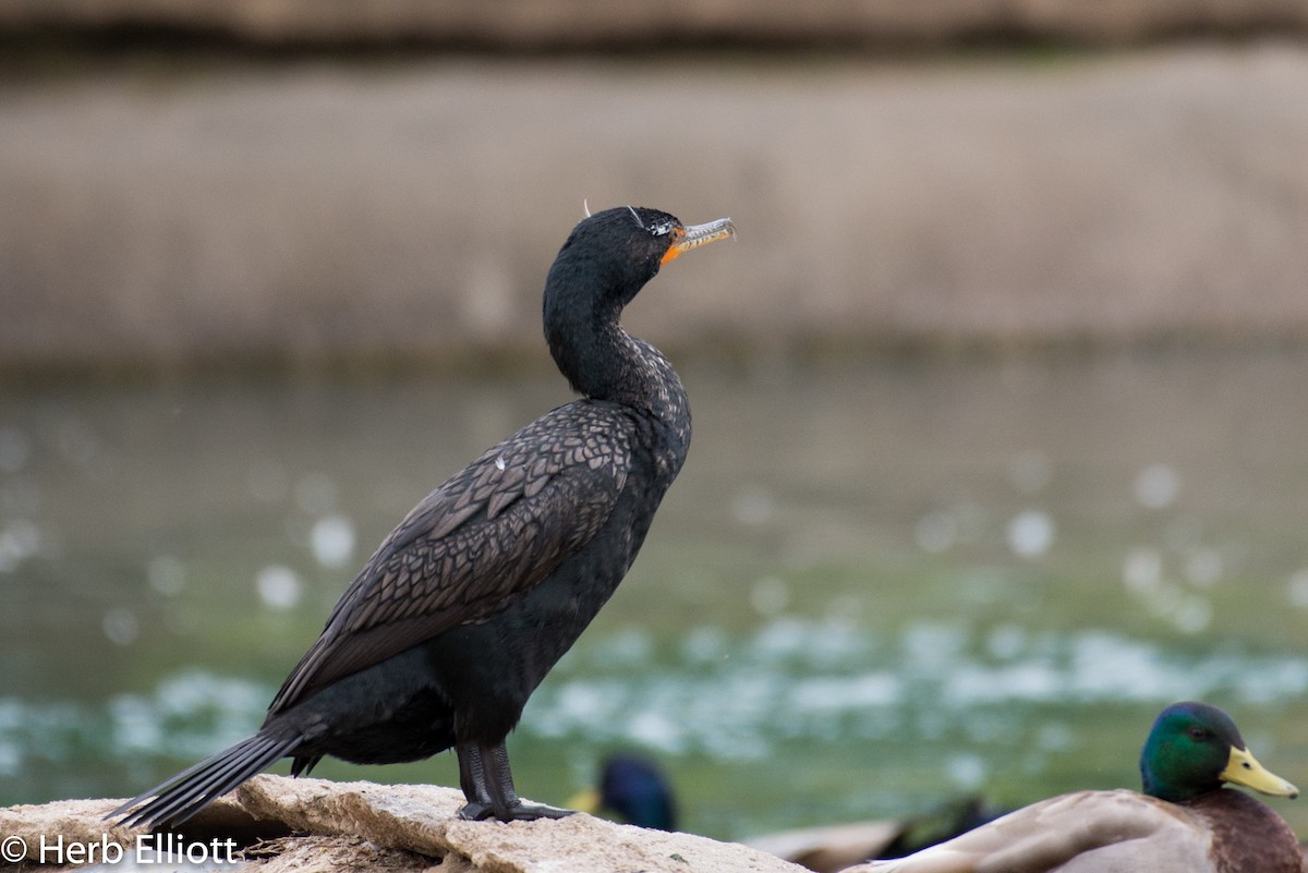 Double-crested Cormorant - ML52219901