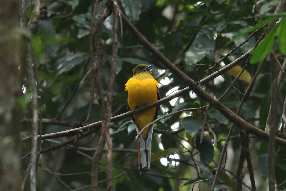 Turuncu Göğüslü Trogon [dulitensis grubu] - ML522199391