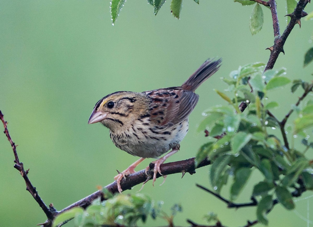 Henslow's Sparrow - David Provencher