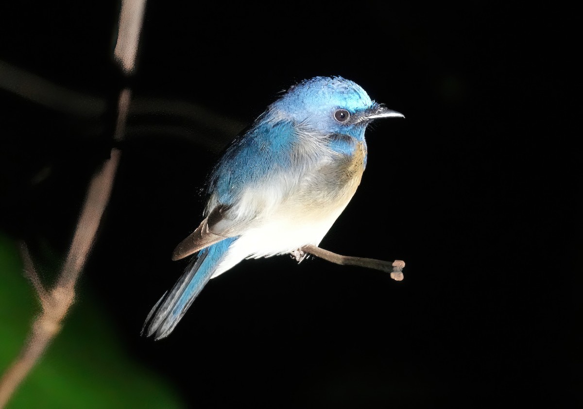 Blue-throated Flycatcher - ML522200151