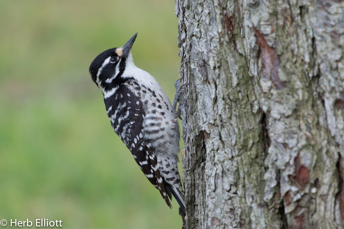 Nuttall's Woodpecker - Herb Elliott