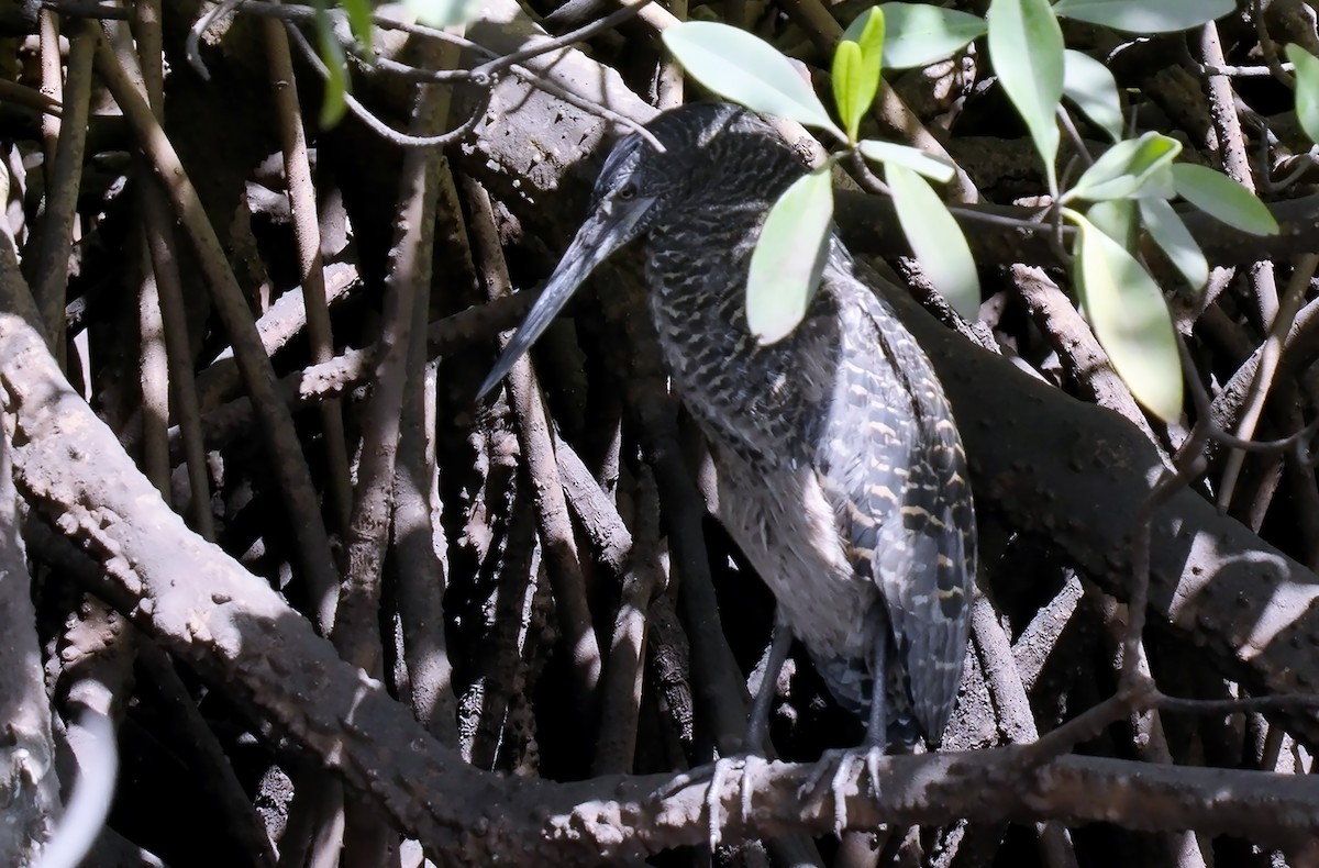 White-crested Tiger-Heron - ML522200271