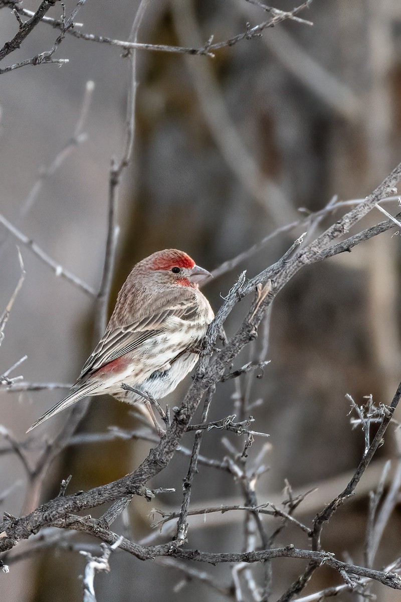 hýl rudoprsý - ML522200941