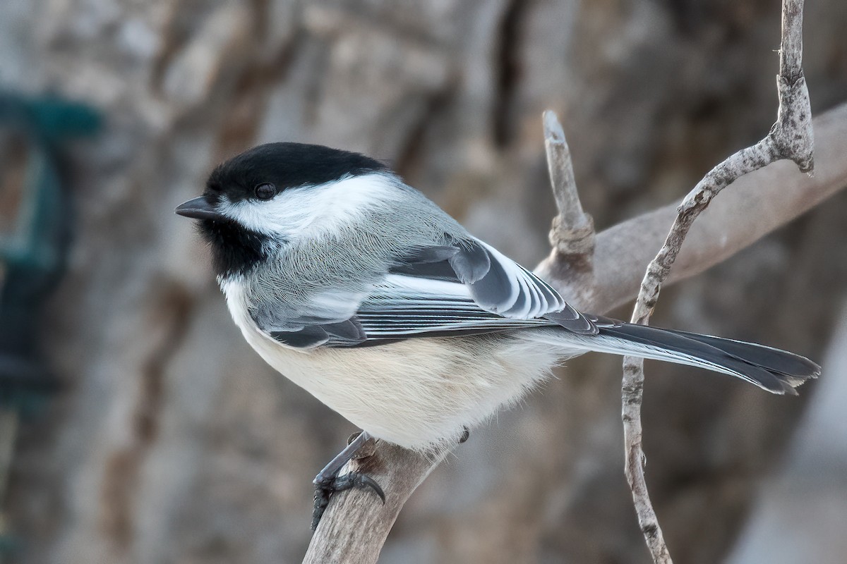 sýkora černohlavá - ML522201071
