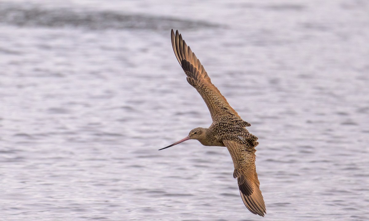 Marbled Godwit - Becky Matsubara