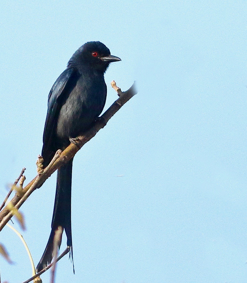 Ashy Drongo - ML522202531