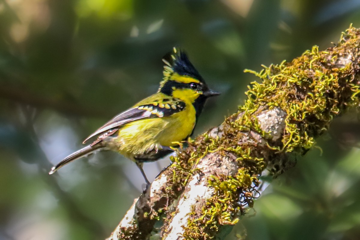 Mésange à joues jaunes - ML522202641