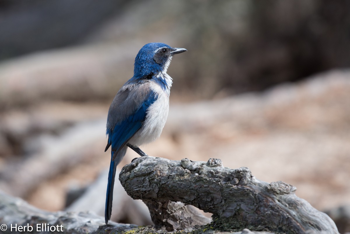 California Scrub-Jay - ML52220291