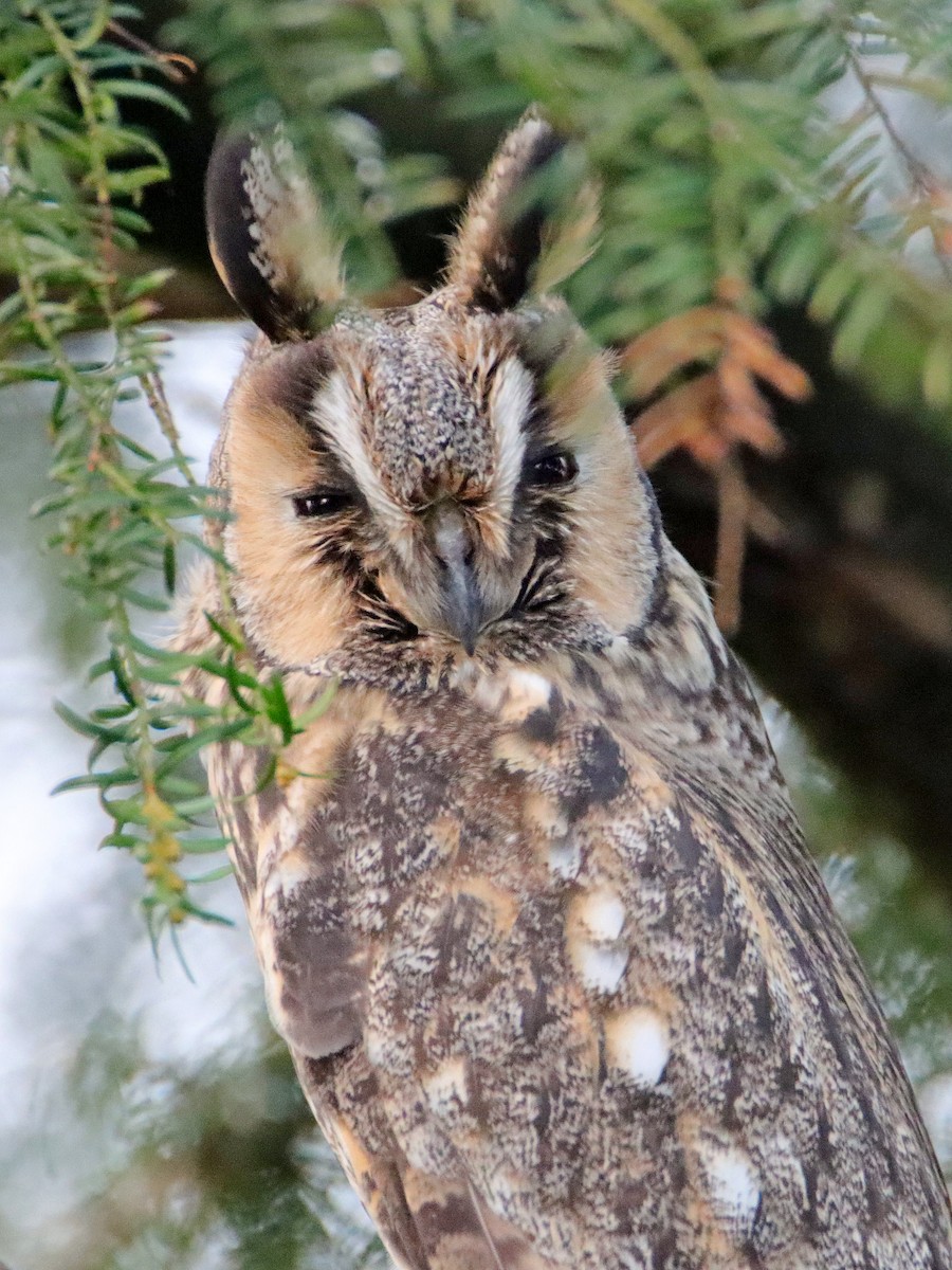 Long-eared Owl - ML522203191