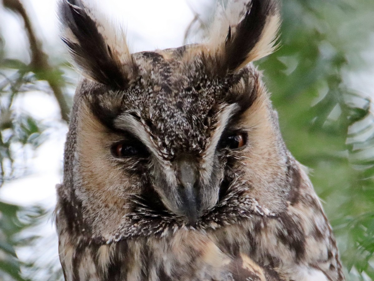 Long-eared Owl - ML522203201