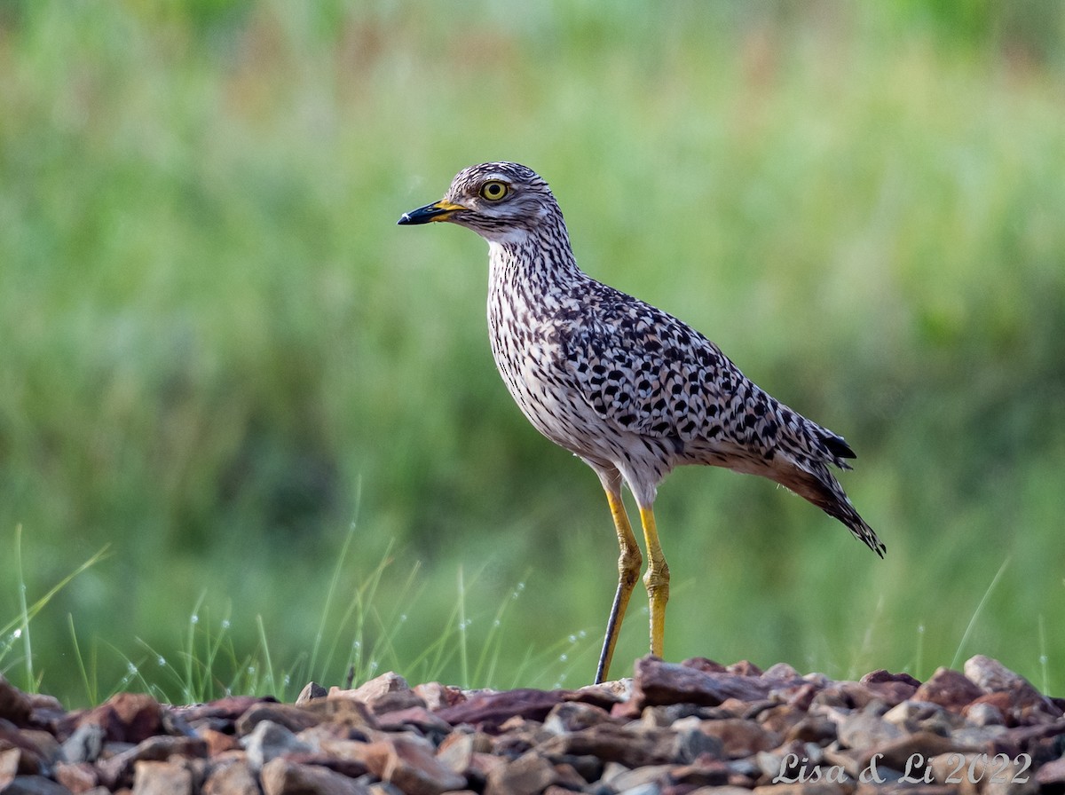 Spotted Thick-knee - ML522203511