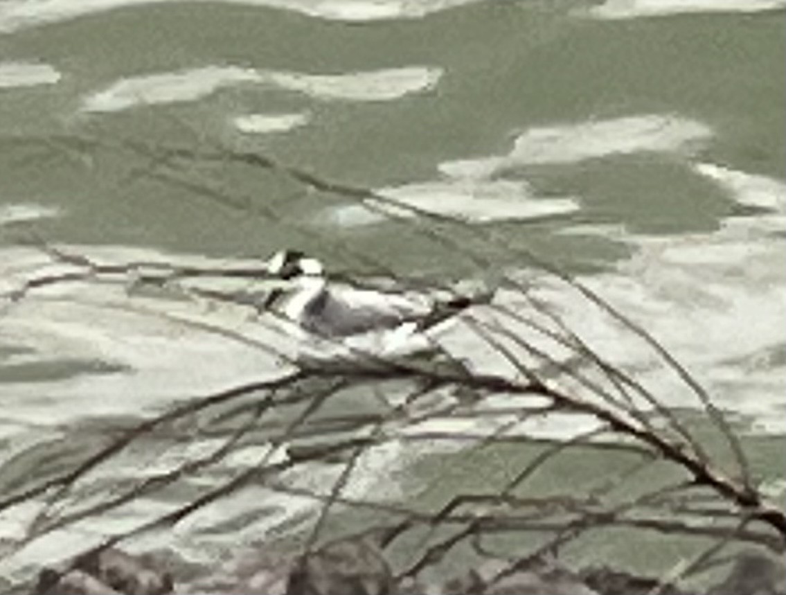 Phalarope à bec large - ML522203561