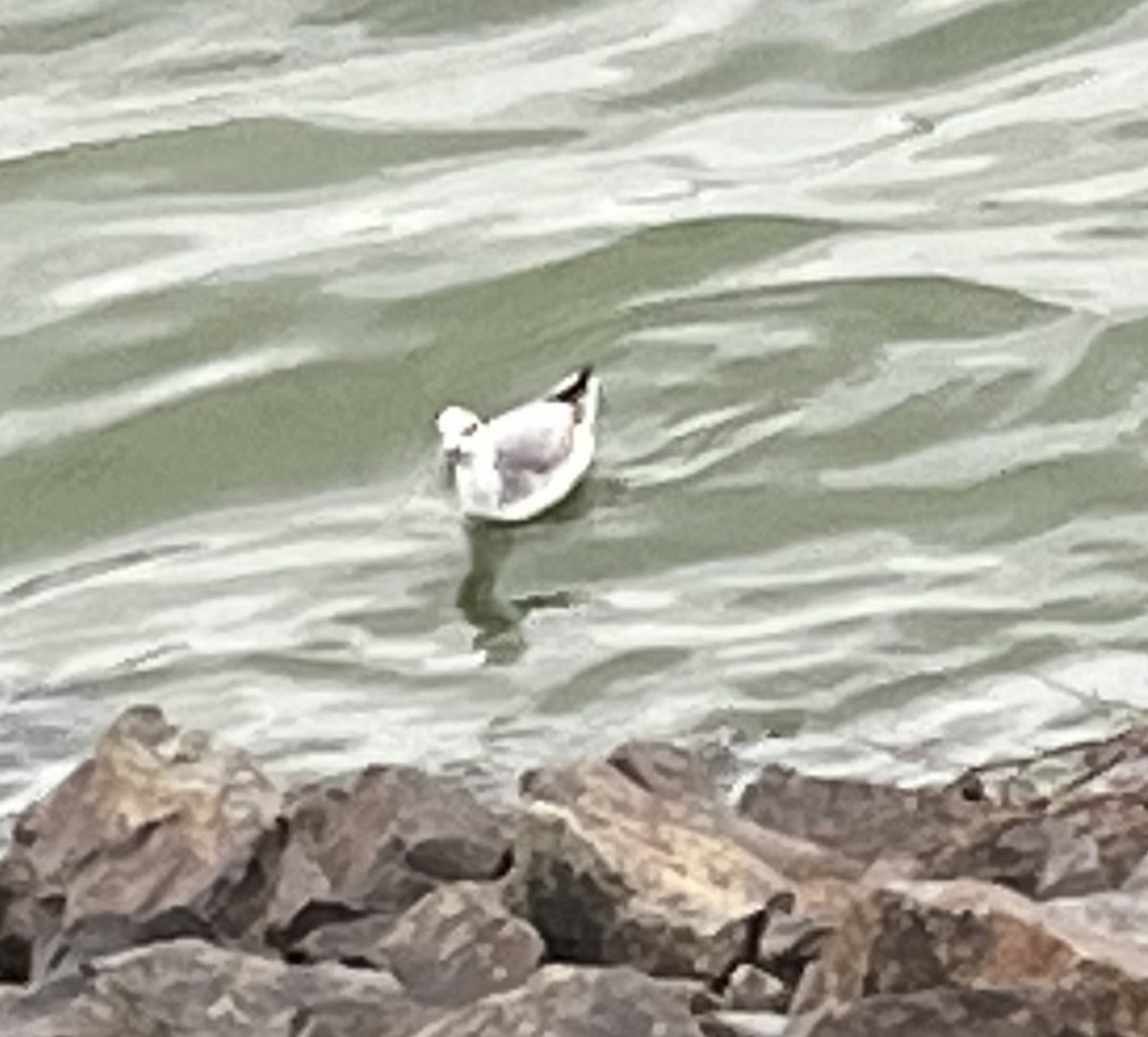 Red Phalarope - ML522203571