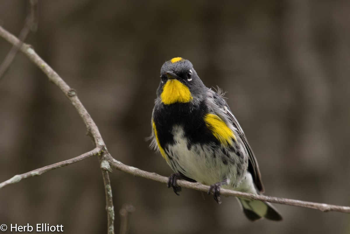 Yellow-rumped Warbler (Audubon's) - ML52220501