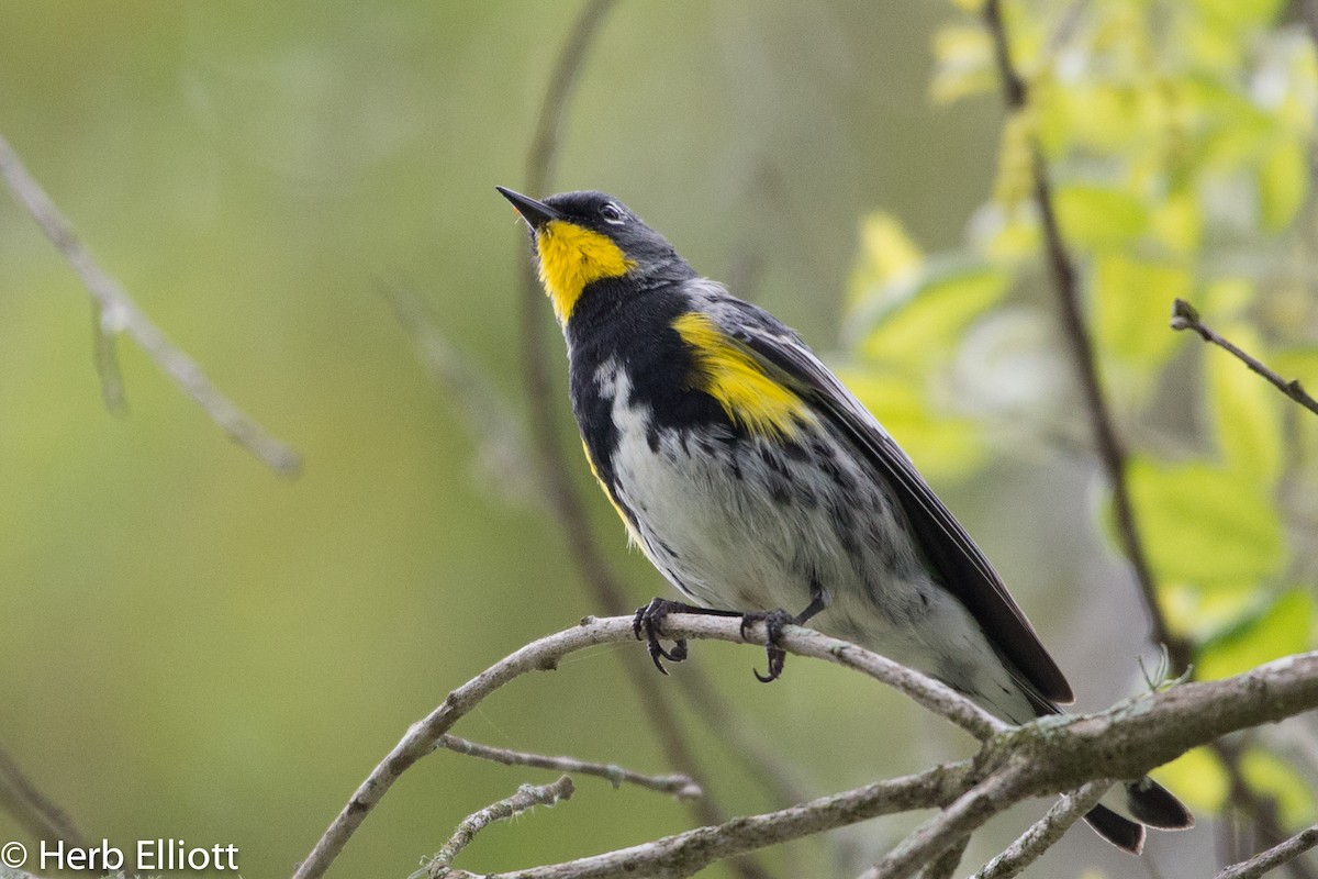 Yellow-rumped Warbler (Audubon's) - ML52220531