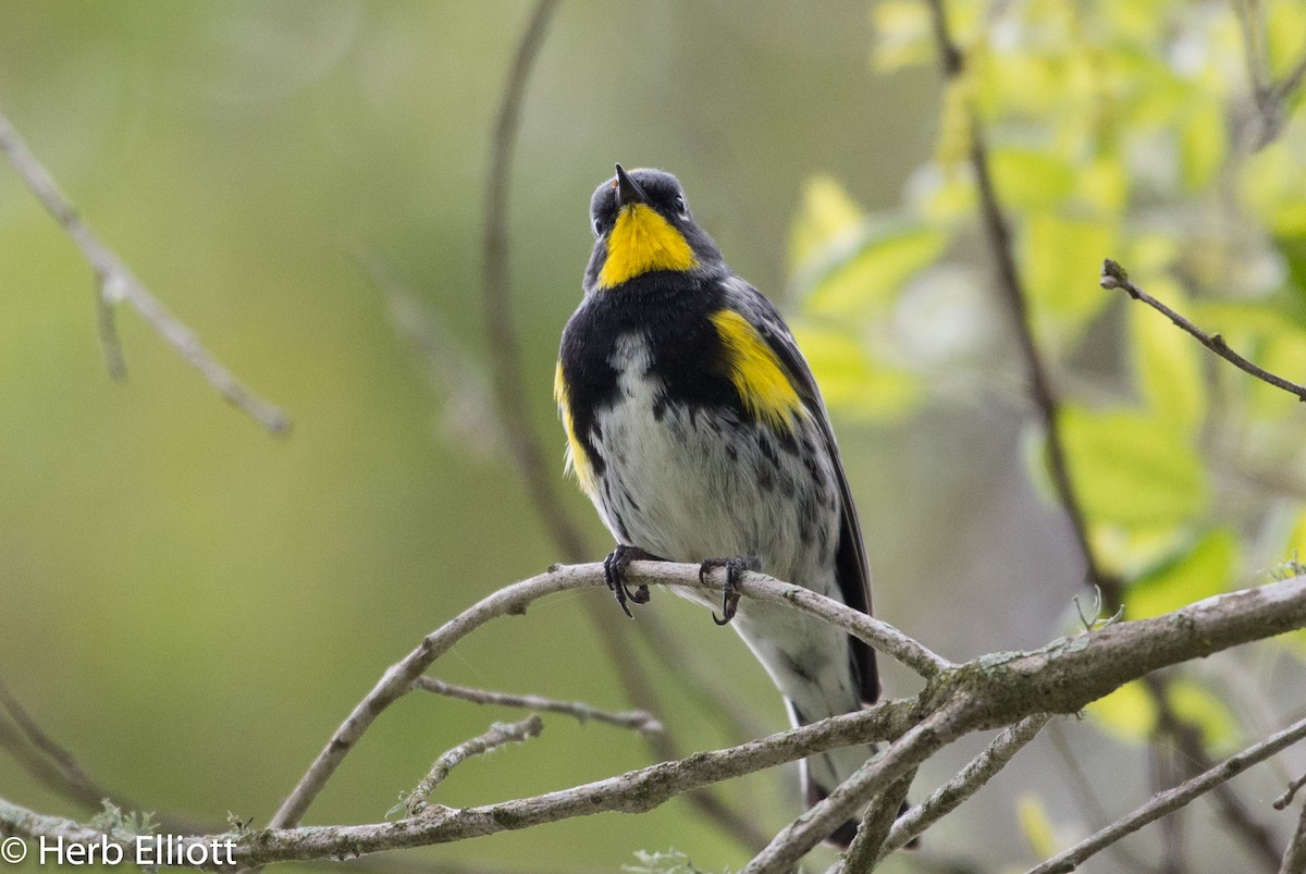 Yellow-rumped Warbler (Audubon's) - ML52220551