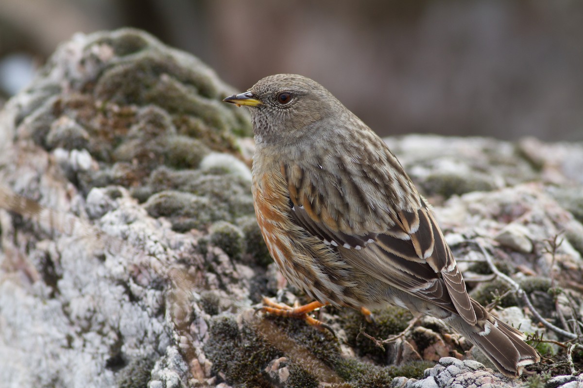 Alpine Accentor - ML522206111