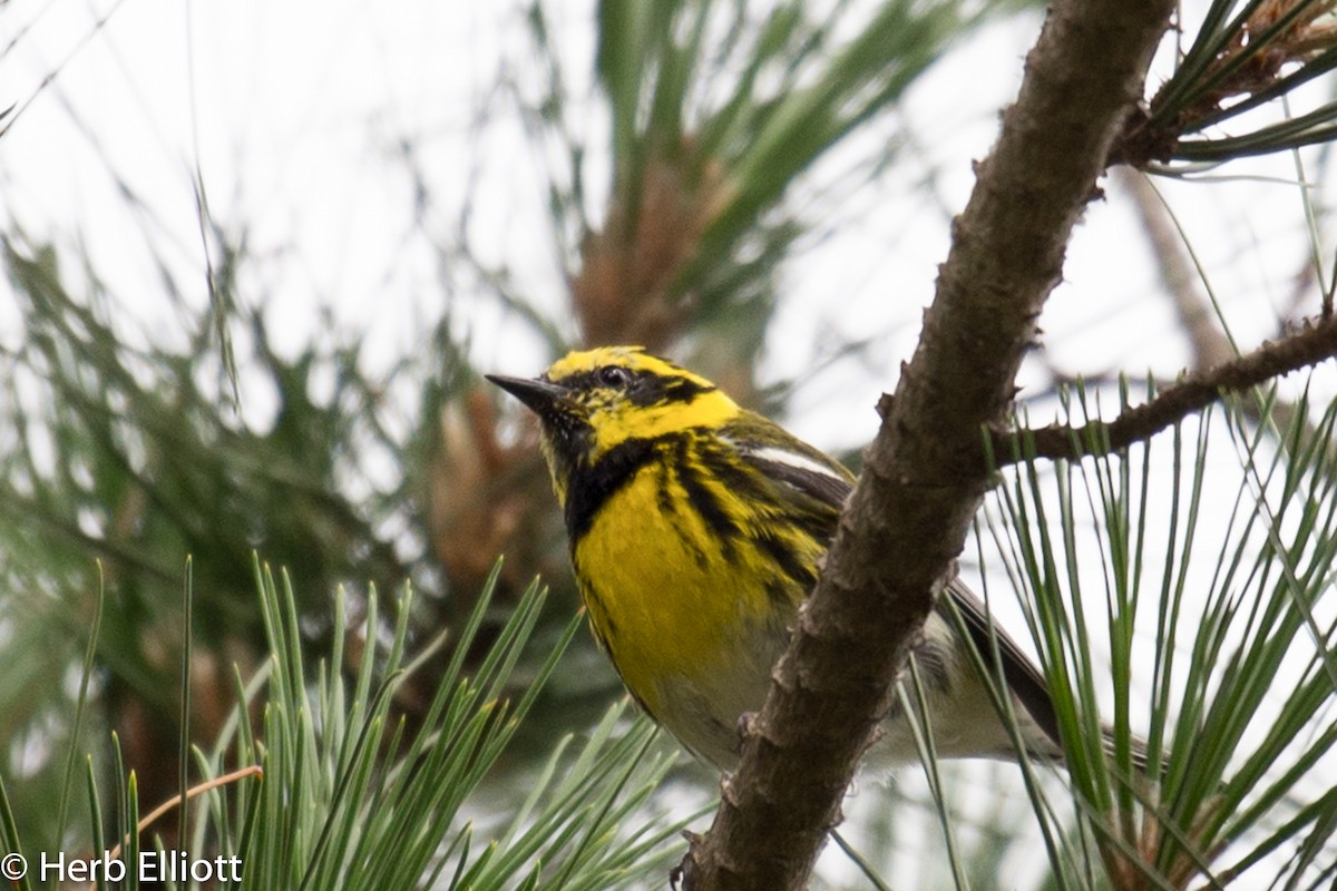 Townsend's Warbler - ML52220681