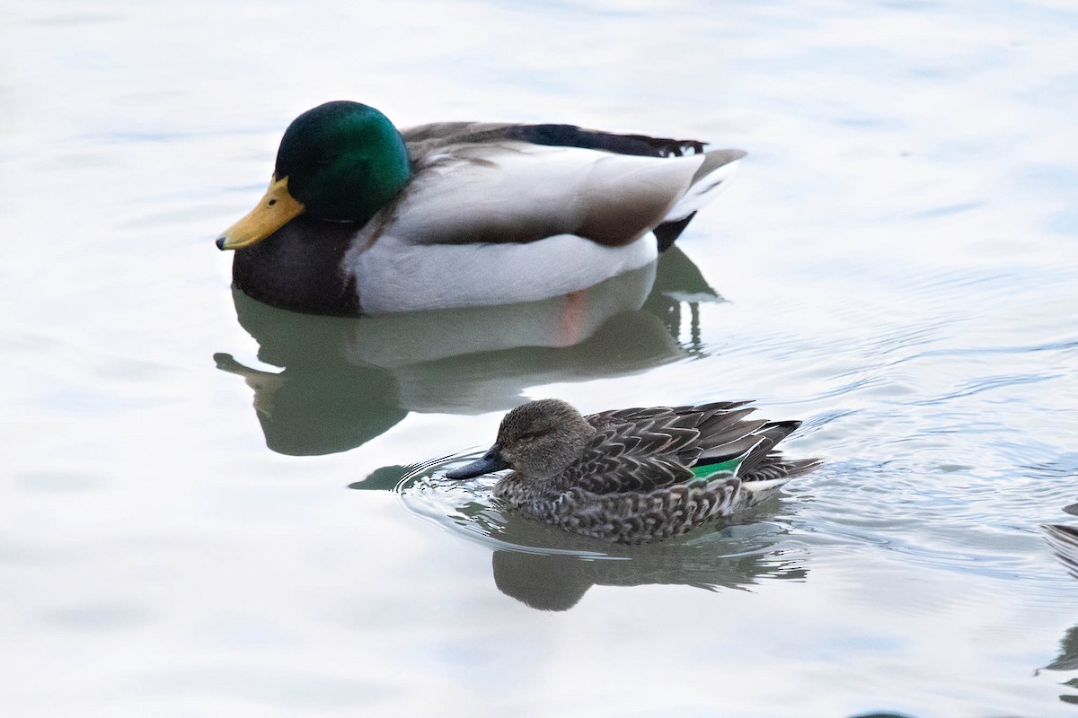 Green-winged Teal - ML522207841