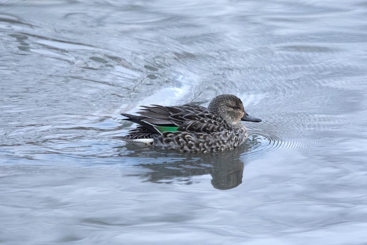 Green-winged Teal - ML522207851