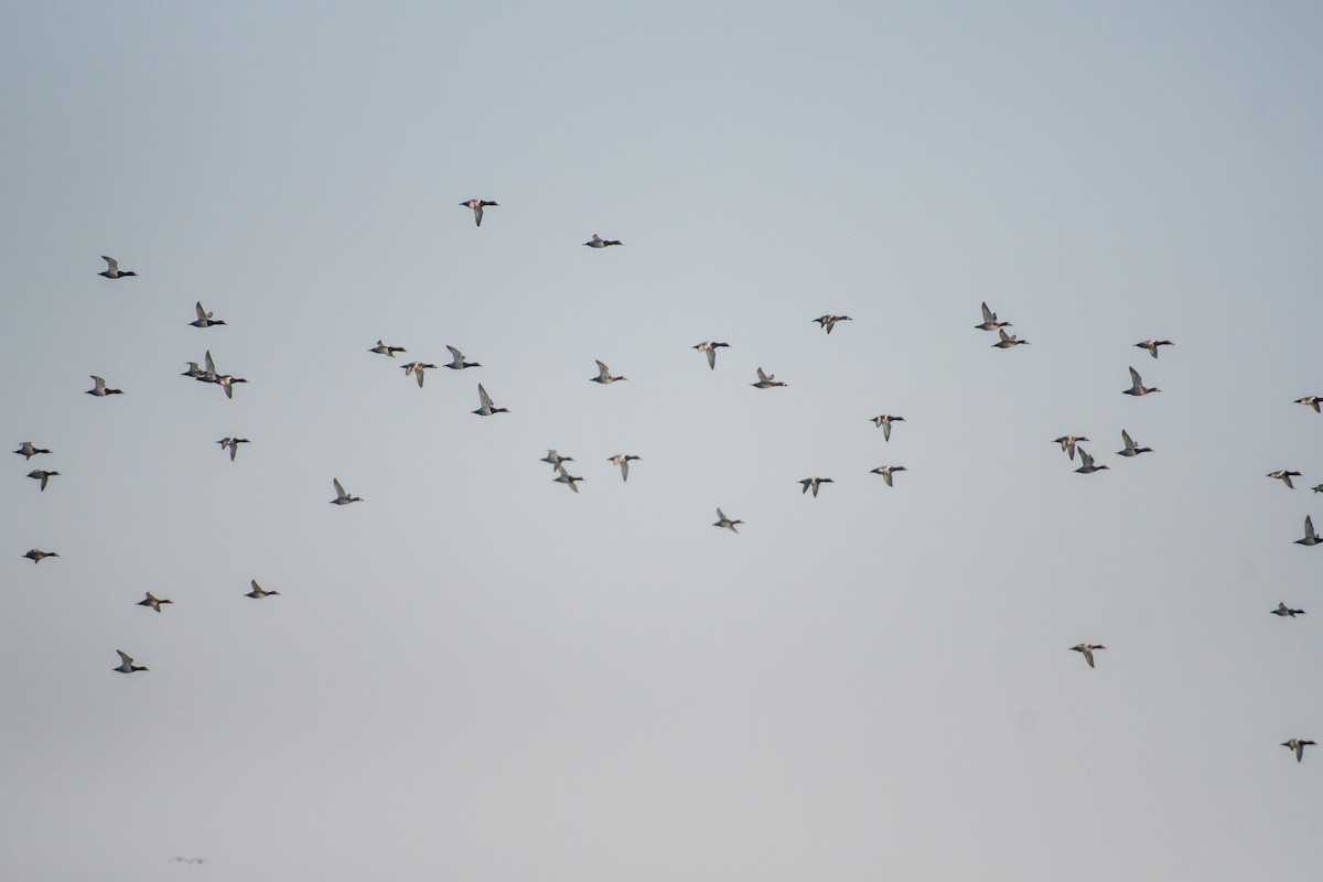 Common Pochard - ML522208211