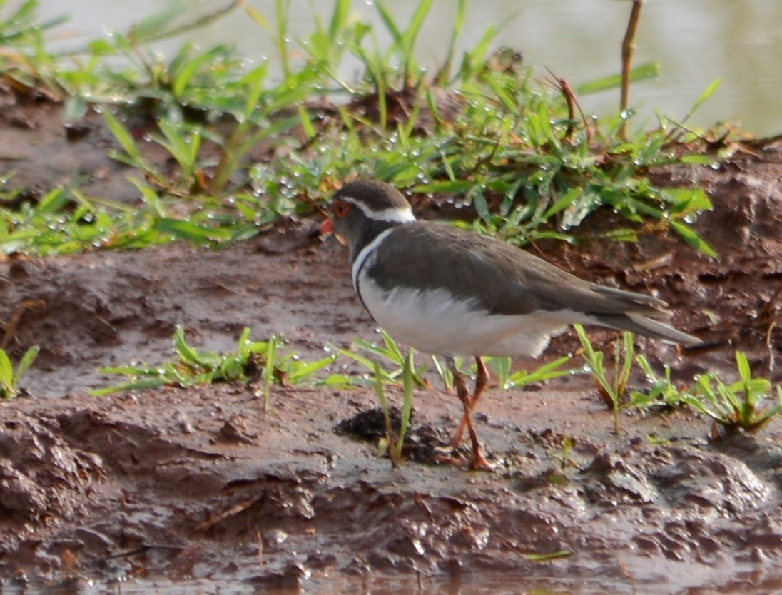 Three-banded Plover - Bertina K