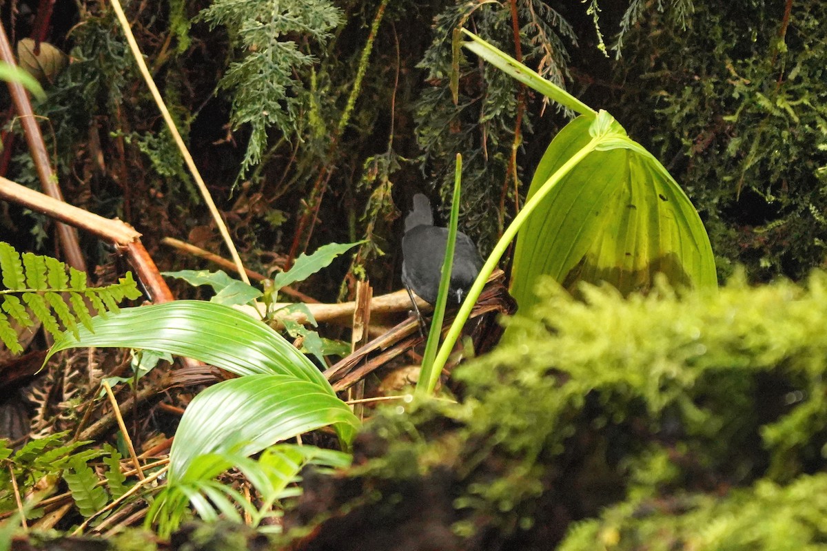 Long-tailed Tapaculo - Luis Carlos García Mejía