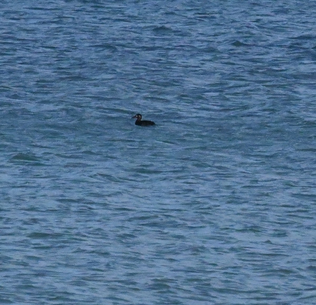 White-winged Scoter - Mike St.Pierre