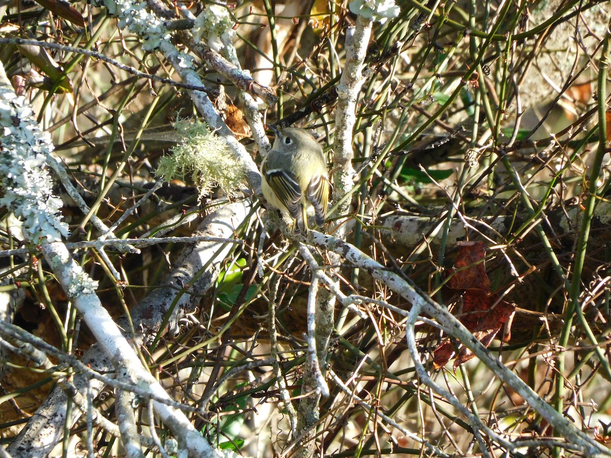 Ruby-crowned Kinglet - ML522211281